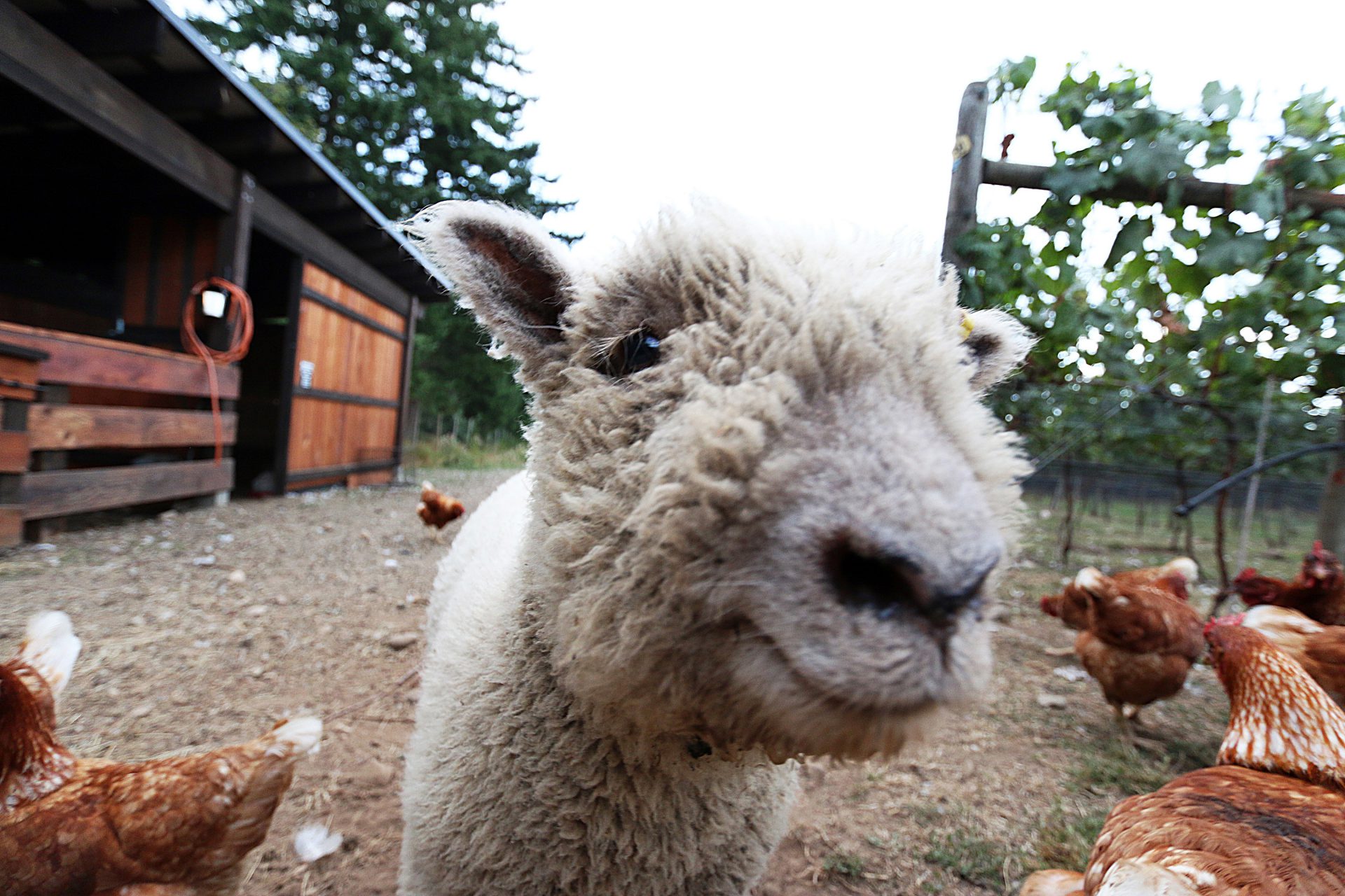 Cyclists Pick Their Pleasure at 2015 Comox Valley Farm Cycle Tour