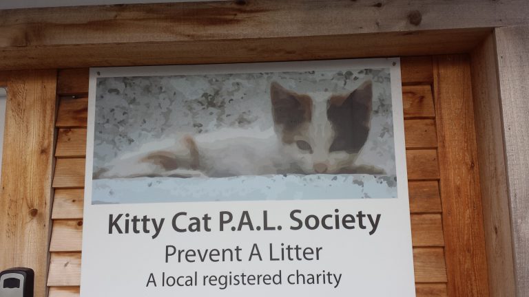 Helping out with Kitty Cat P.A.L.S
