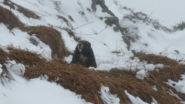 Vancouver Island marmots coming out of hibernation