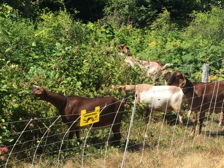 Goats deployed to help control brush at 19 Wing