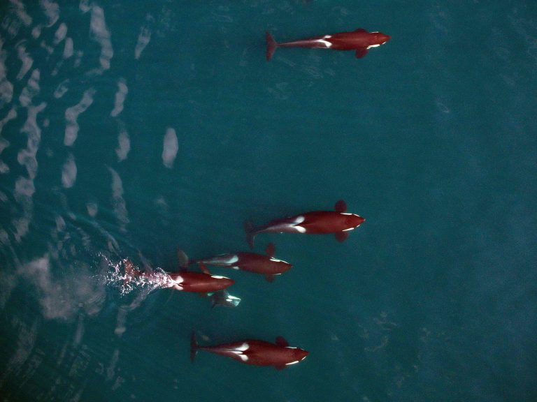Report cetacean sightings