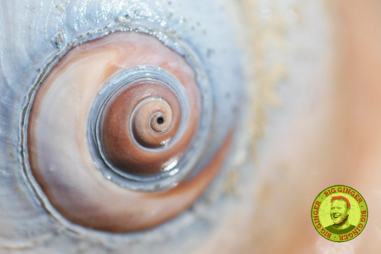 Groundhog Day: Monty the Moon Snail