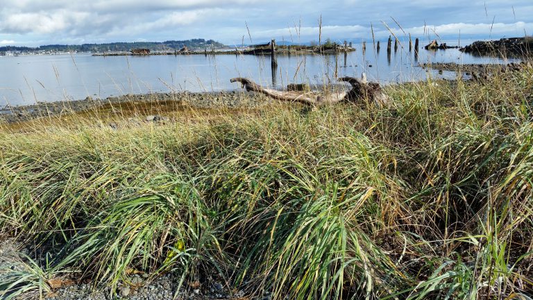 Project Watershed receives 5-year grant to improve salmon habitat