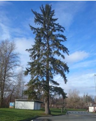 City to remove Spruce Tree from Lewis Park