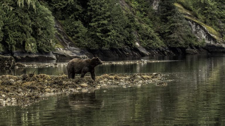 Former conservation officer to study 100 years of wildlife management records