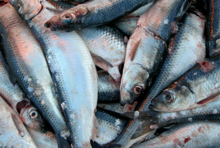 Hornby Island organization calls for moratorium on Pacific herring fishery