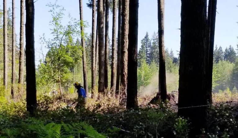 Brush fire contained north of Courtenay