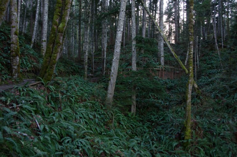 CVRD looking for input on Seal Bay management plan