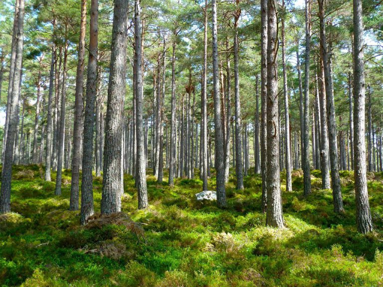 B.C. communities to benefit from more community forest opportunities