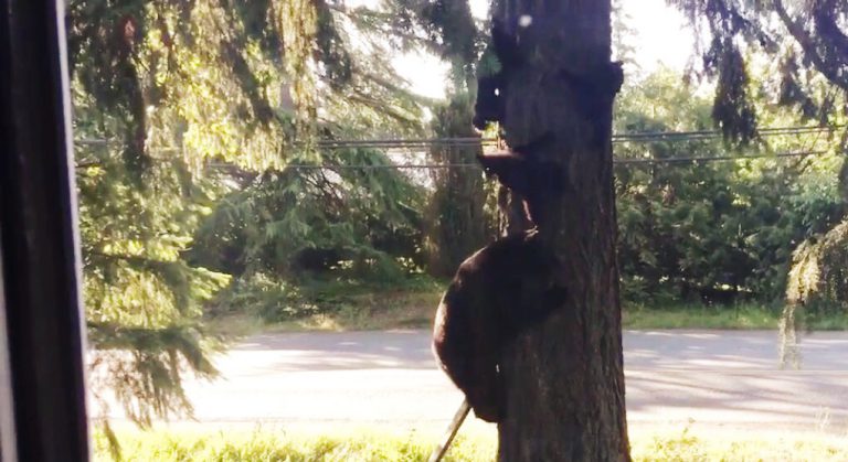 Conservation officer drives away bears near Arden Elementary