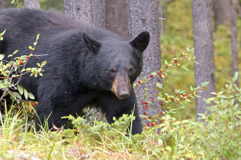 City issues warning after bear spotted in Courtenay