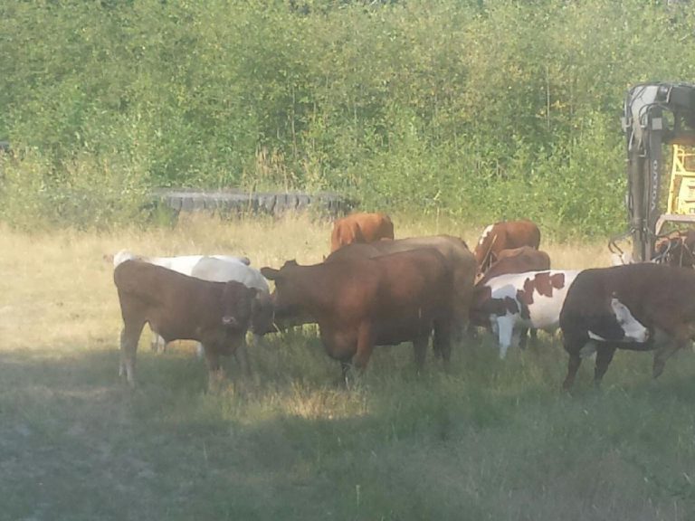 Rogue cows re-captured in Merville
