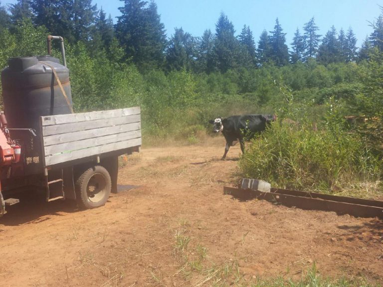 Rogue cows causing concern in Merville