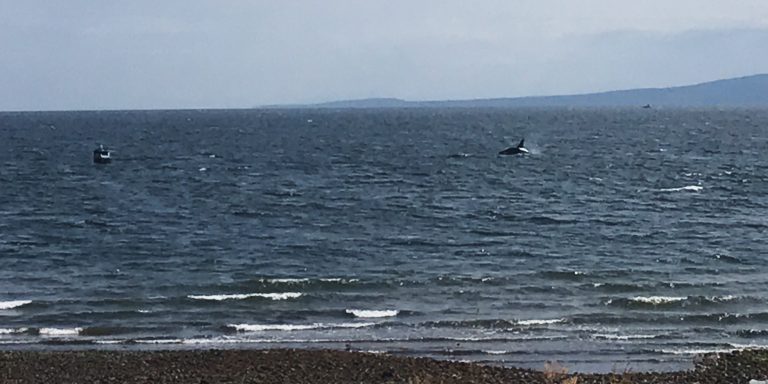 Visiting orca believed to be heading north, DFO issues notice to boaters