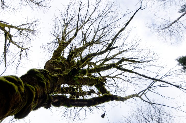 City of Courtenay seeking “favourite trees”