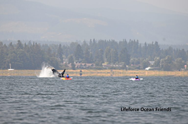 Ocean-advocacy group forwarding whale distance violations to DFO