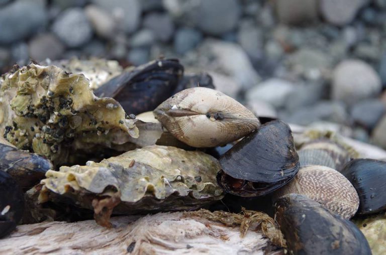 Shellfish Grower’s Association aids in beach clean up efforts
