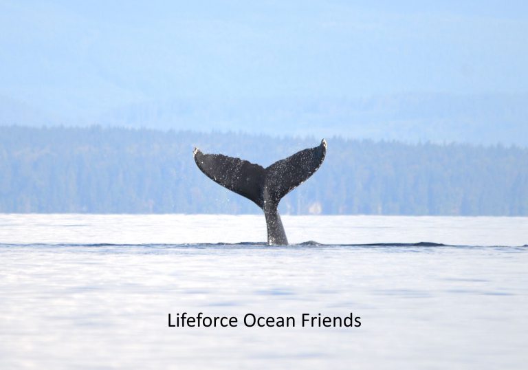 Humpback whales seen off Kitty Coleman Beach