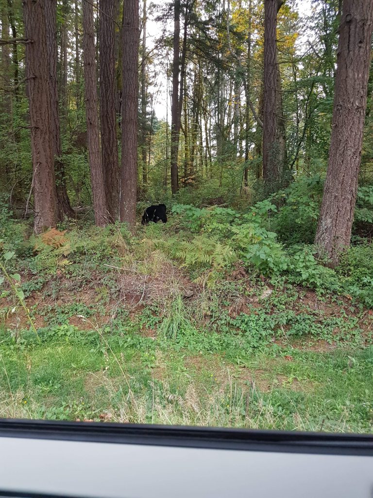 Bear sighting at Courtenay park not out of ordinary, says CO