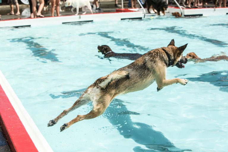 Swimming dogs raise funds for local SPCA