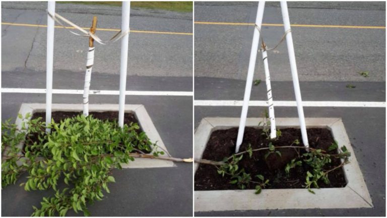 Vandalized trees replaced in Cumberland