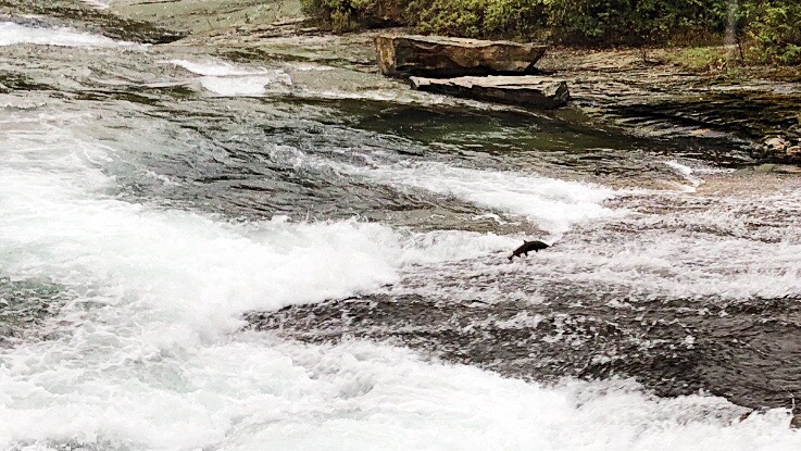 ‘Some of the best returns within eight years’ for Chinook and Coho in Puntledge River