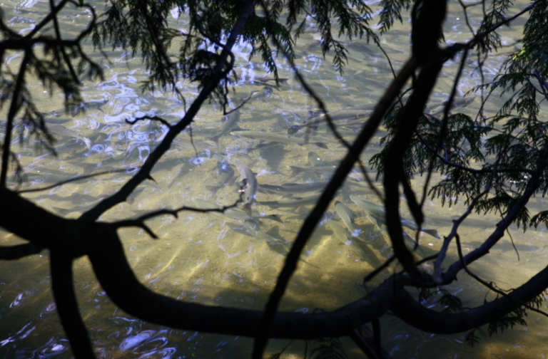 Public invited to public house on Tsolum River Agricultural Watershed Plan