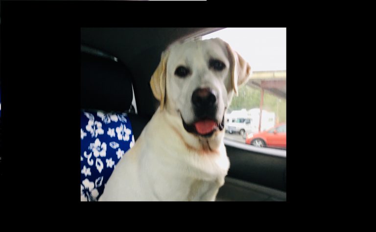 Alleged bear spray incident on puppy leaves Comox dog owner shaken