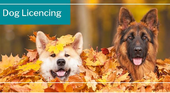 Dog licenses now available for CVRD electoral residents