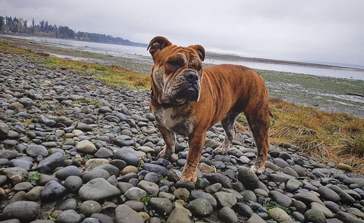 Missing bulldog still not found, search efforts continue