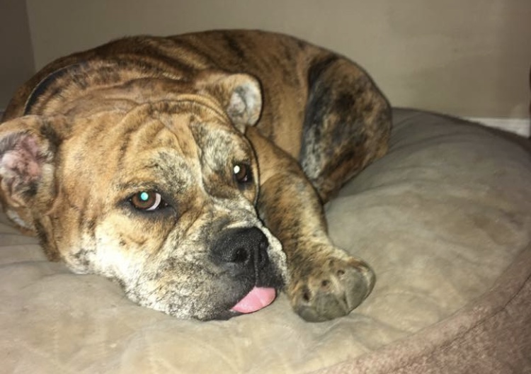 Owner remains hopeful in search for missing bulldog