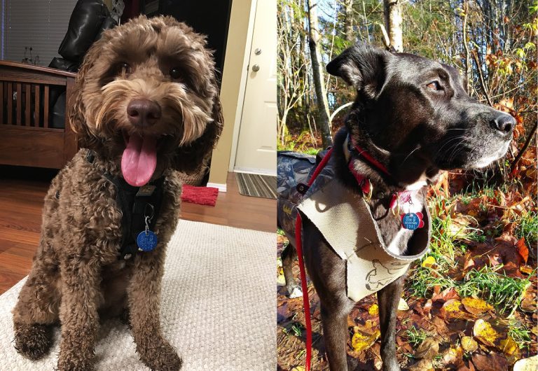 Dog licenses available from City of Courtenay
