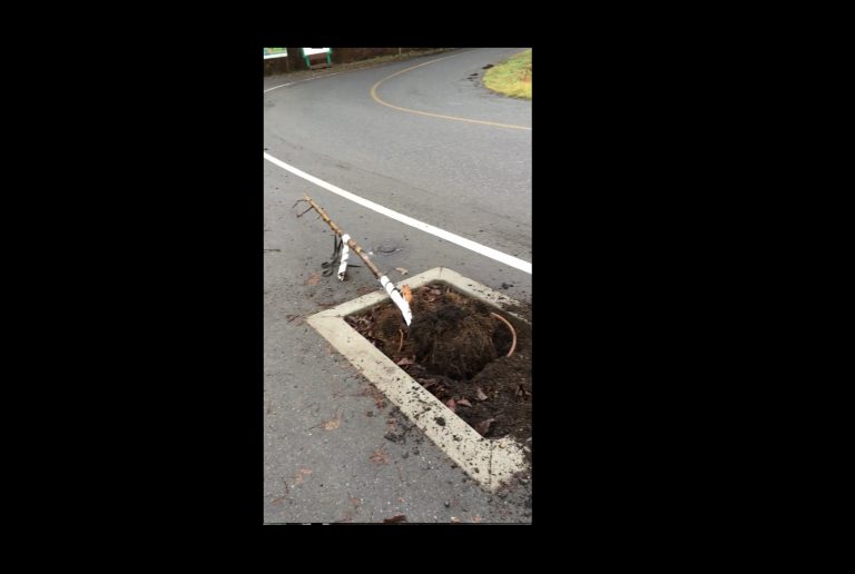 Cumberland looking at barrier options after public trees run over