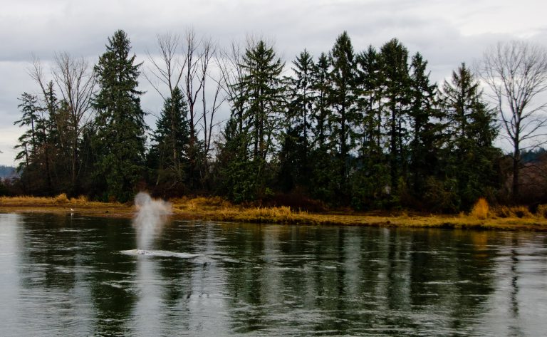 Whale spotted in Courtenay River