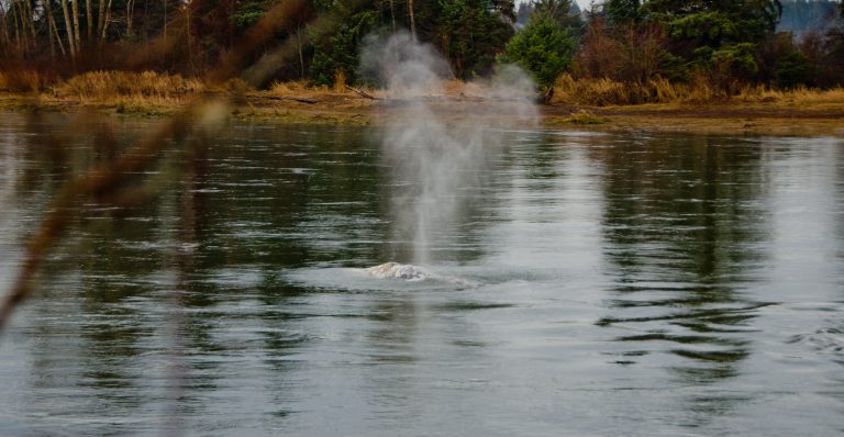Grey whale still up Courtenay River, DFO to return tomorrow