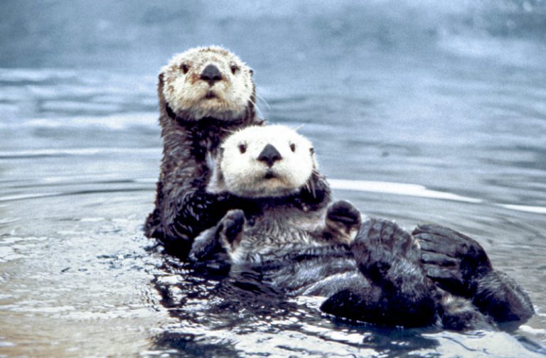 Port Alice mayor declares village the “sea otter capital of Canada”