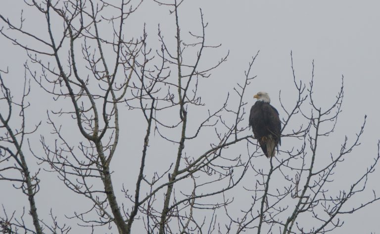 No assistance needed for eagles after nesting tree cut down: province