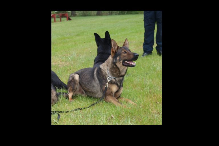 Distressed Vancouver Island man saved by police dog