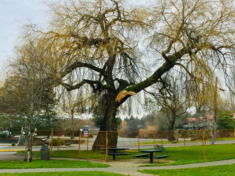 Comox to cut down damaged willow tree