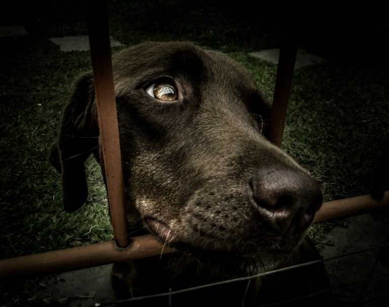 Shock collars cause fear, increase aggression, says BC SPCA