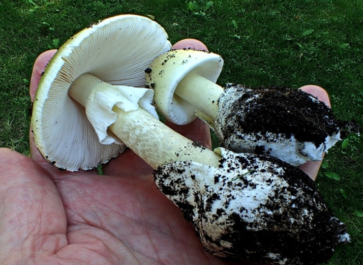 Mushroom expert says to avoid urban mushrooms