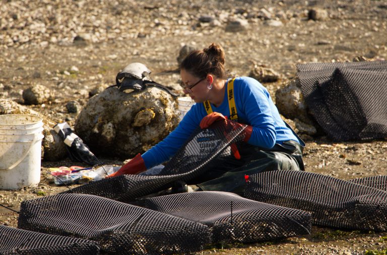 NIC research is helping protect shellfish