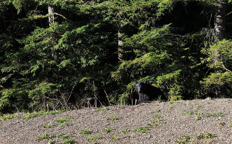 Three black bears causing concern in Courtenay: conservation