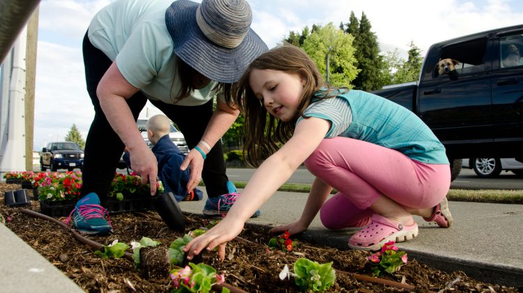 Courtenay Mile of Flowers given the go, no volunteers allowed to help 