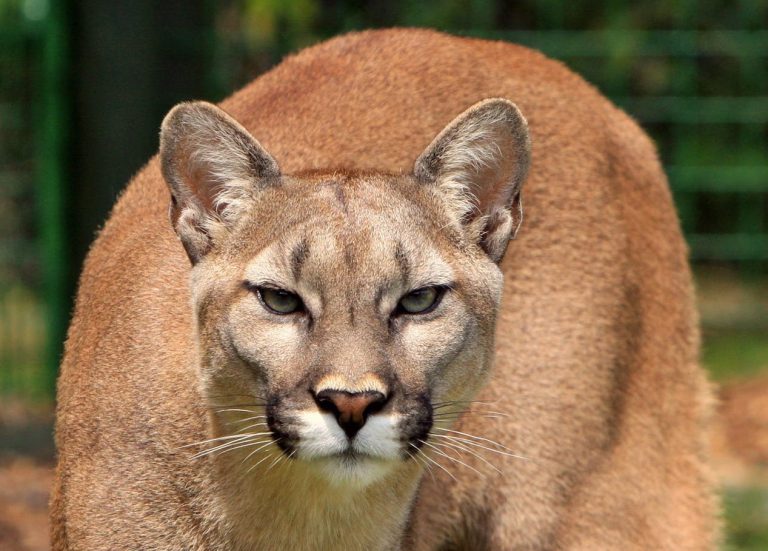 Cougar spotted near  Lake Trail Middle School