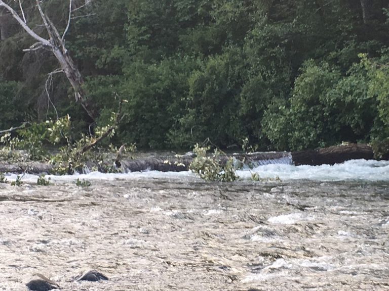 SAR warns about hazardous tree in Puntledge