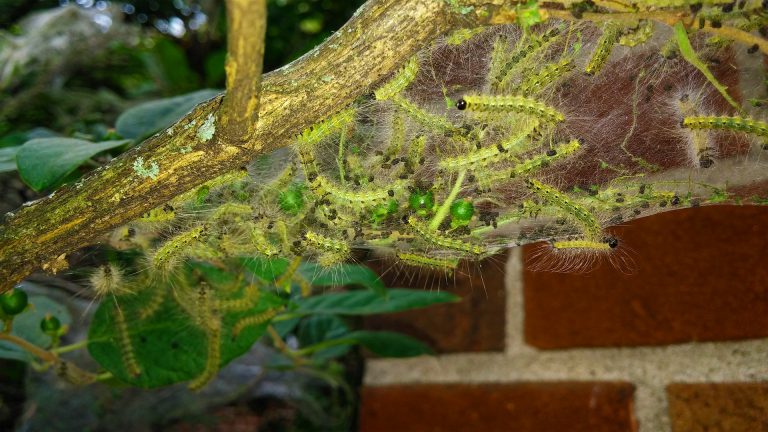 Fall webworms won’t be removed from city trees