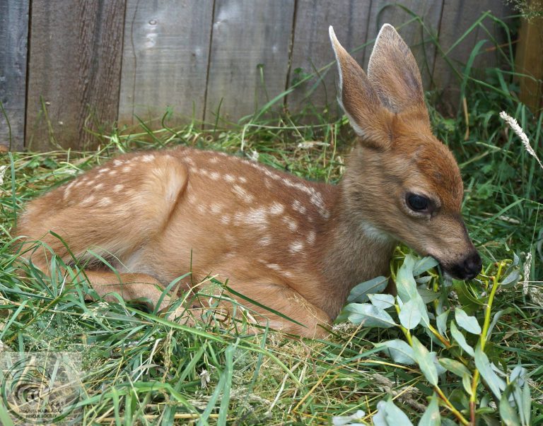 MARS Wildlife Rescue Centre in urgent need of donations for new ‘Fawn Complex’