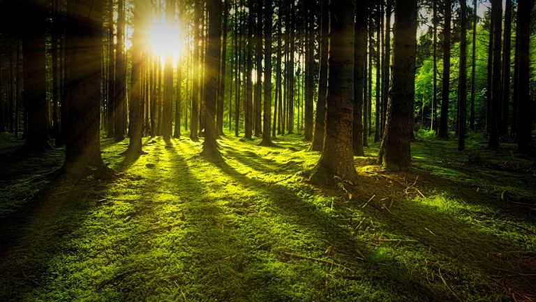 Comox Valley, Cumberland competing in environmental challenge