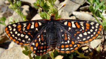 Park restoration helping butterfly population